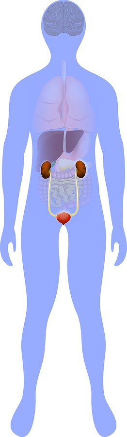 What Are the Symptoms of Overactive Bladder